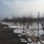 باغچه 3000 متری سه کله در منطقه جابان