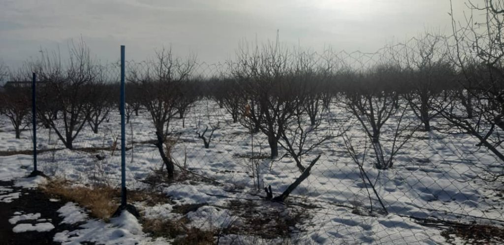 باغچه 3000 متری سه کله در منطقه جابان