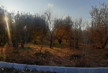 باغچه 600 متری سند دار در منطقه جابان