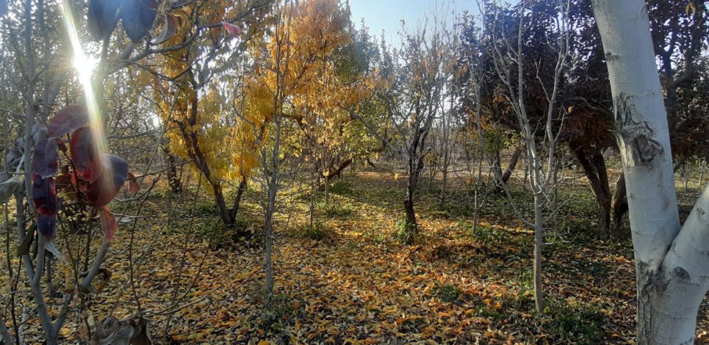 باغچه 600 متری سند دار در منطقه جابان