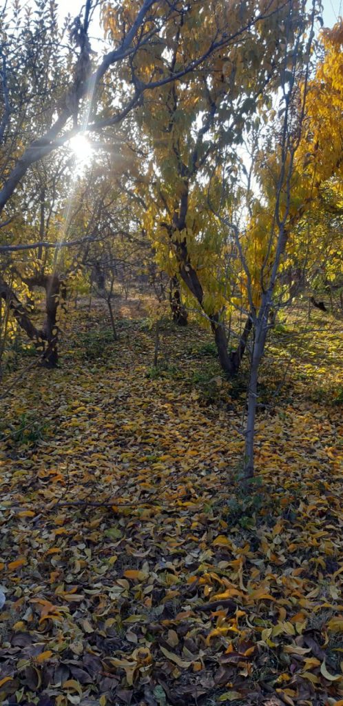 باغچه 600 متری سند دار در منطقه جابان