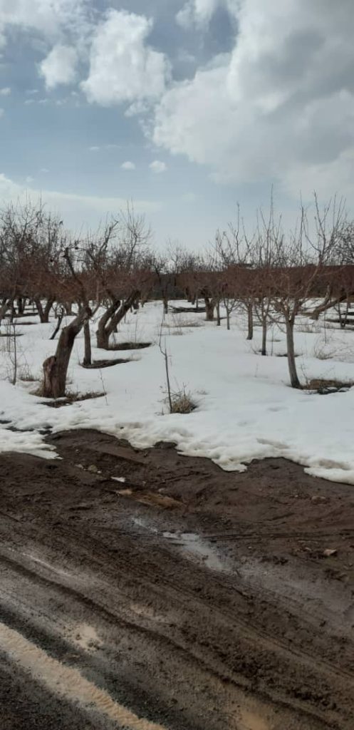 باغچه ۵۰۰ متری داخل شهرکی در جابان