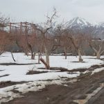 باغچه ۵۰۰ متری داخل شهرکی در جابان