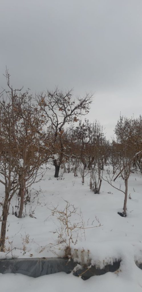 زمین دور دیوار داخل بافت جابان