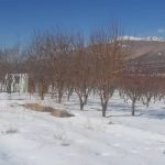 زمین و باغچه 2000 متری در روستای جابان