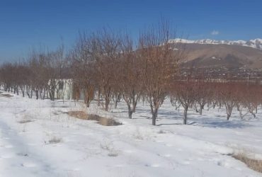زمین و باغچه 2000 متری در روستای جابان