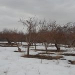 باغچه ۳۰۰متری شهرکی با موقعیت مناسب در جابان