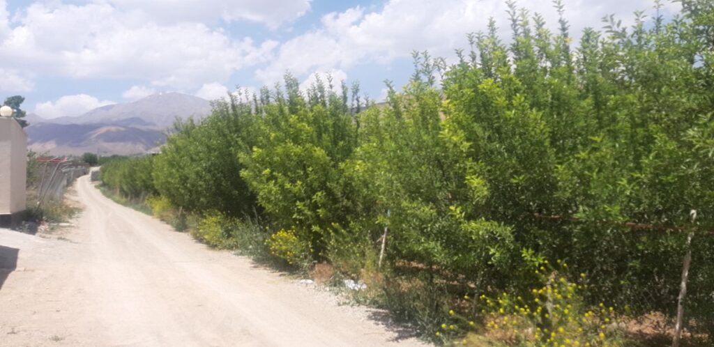 باغچه 500 متری جابان باغستان