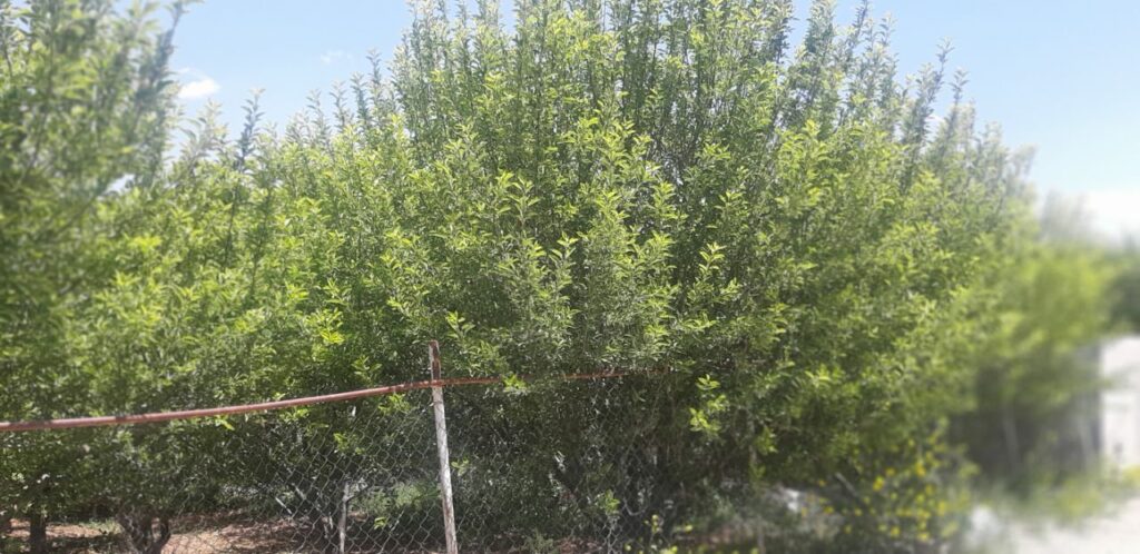 باغچه 500 متری جابان باغستان