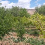 باغچه 700متر باسندتکبرگ و اتاقک40متری