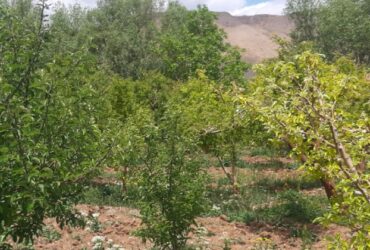 باغچه 700متر باسندتکبرگ و اتاقک40متری