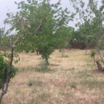 باغچه 2000متری  در جابان در خیابان گلستان