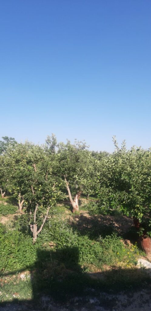 جابان باغچه 300متری دیوارشده