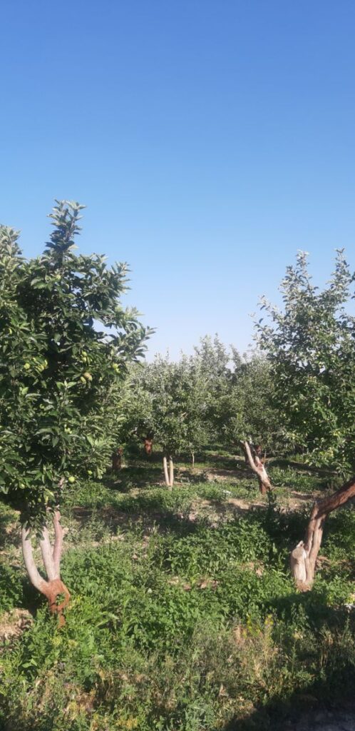 جابان باغچه 300متری دیوارشده