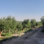 جابان باغچه 300متری دیوارشده