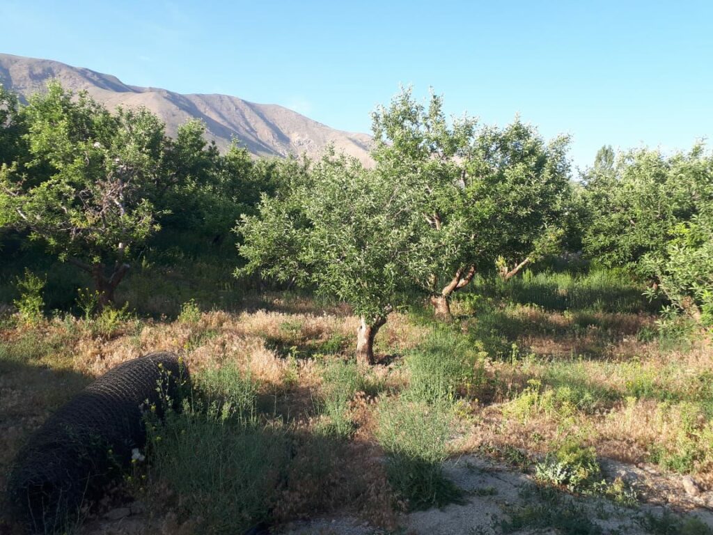 باغچه 1000 متری درجابان باکنتور برق وگاز