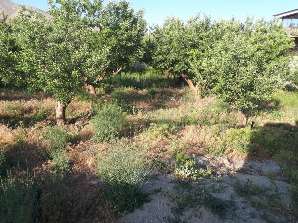 باغچه 1000 متری درجابان باکنتور برق وگاز