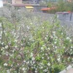 جابان باغچه با برق و گاز