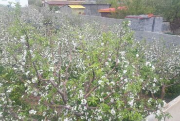 جابان باغچه با برق و گاز