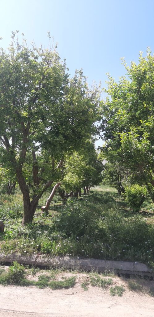 جابان باغچه 500متری