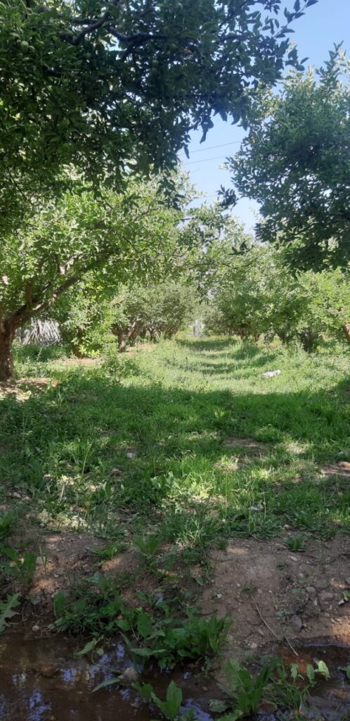 جابان باغچه 500متری