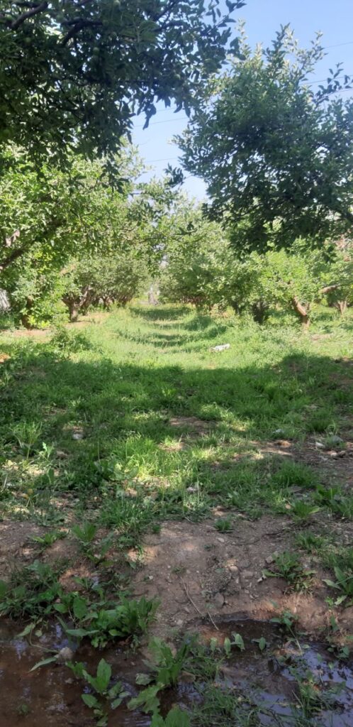 جابان باغچه 500متری