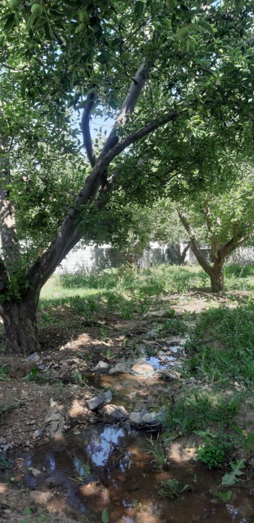 جابان باغچه 500متری