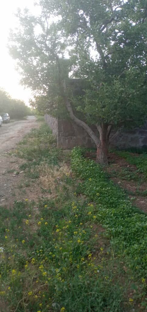 جابان فروش باغچه 1000متر فروش به دلخواه