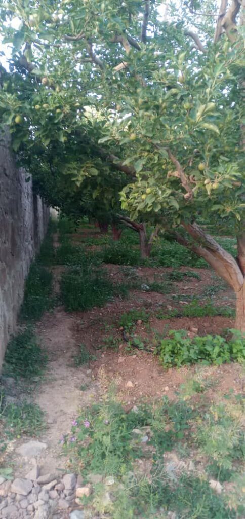 جابان فروش باغچه 1000متر فروش به دلخواه