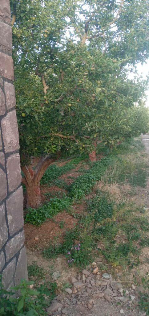 جابان فروش باغچه 1000متر فروش به دلخواه