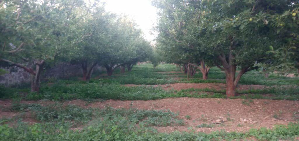 جابان فروش باغچه 1000متر فروش به دلخواه