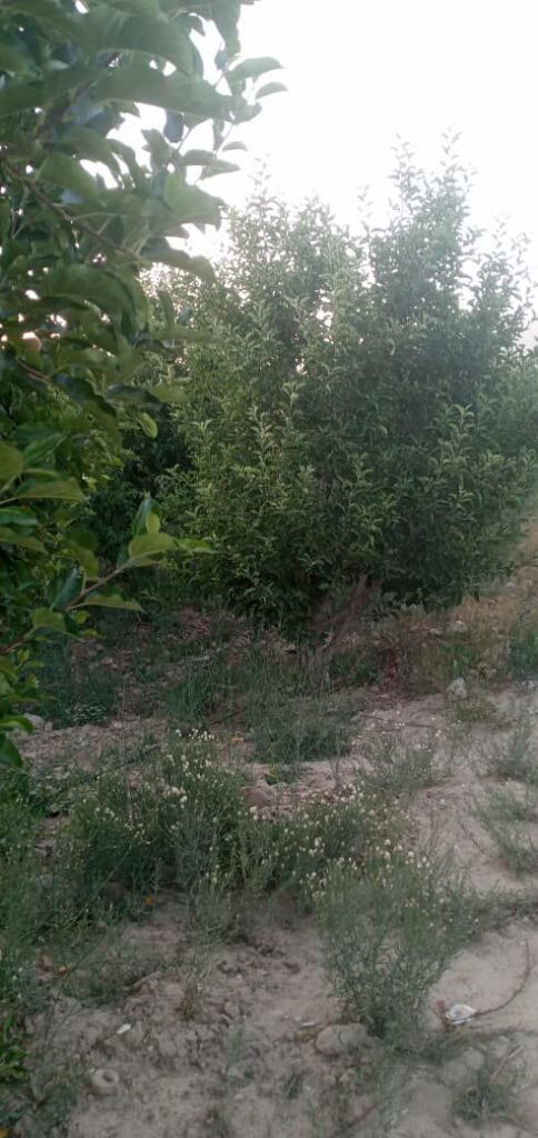 جابان فروش باغچه 1000متر فروش به دلخواه