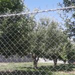 جابان باغچه 400متری