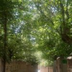 جابان باغ 1000متری داخل بافت