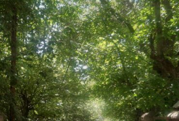 جابان باغ 1000متری داخل بافت