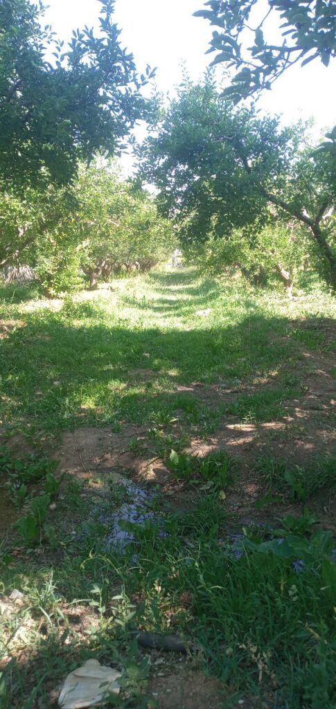 جابان باغچه 280 متری دیوار شده