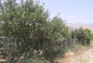 جابان باغچه 500متری