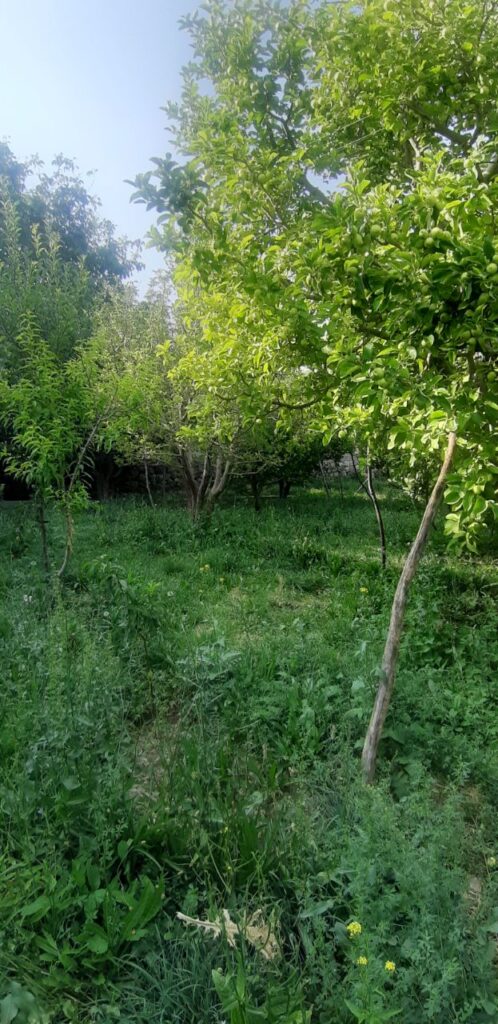 جابان باغچه 720 متری