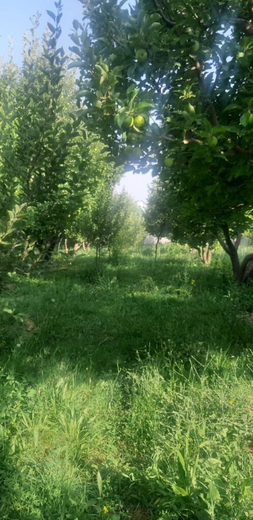 جابان باغچه 720 متری