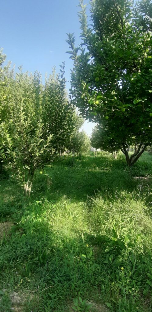 جابان باغچه 720 متری