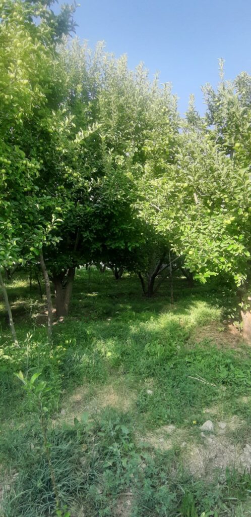 جابان باغچه 720 متری