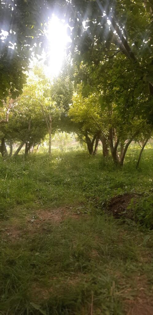 جابان باغچه 720 متری