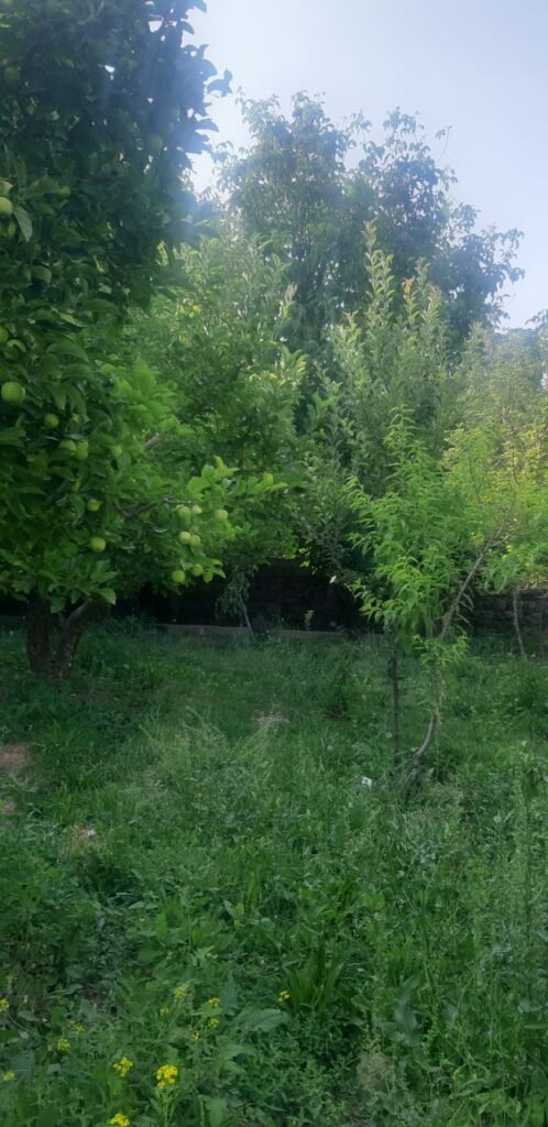 جابان باغچه 720 متری