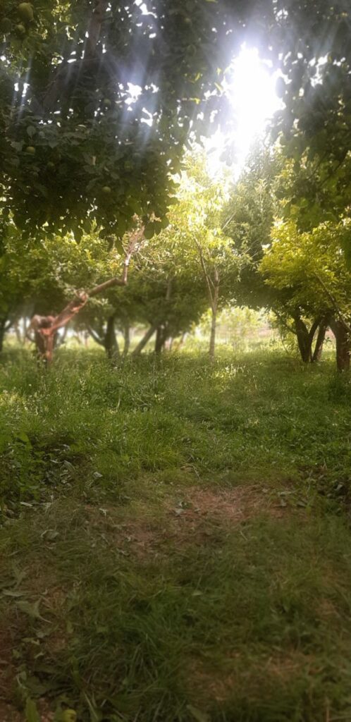 جابان باغچه 720 متری