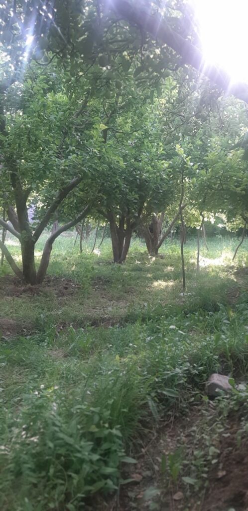 جابان باغچه 720 متری