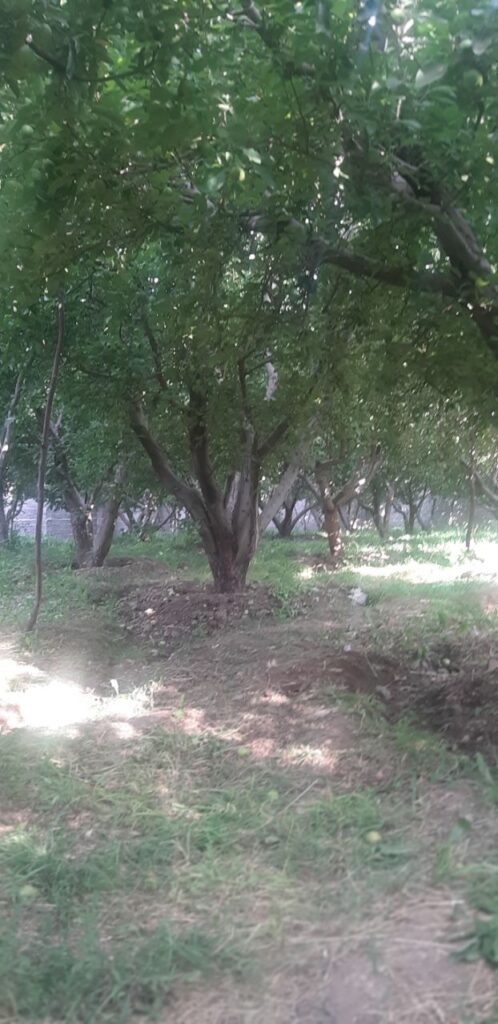 جابان باغچه 720 متری