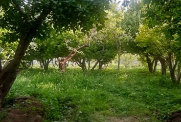 جابان باغچه 720 متری