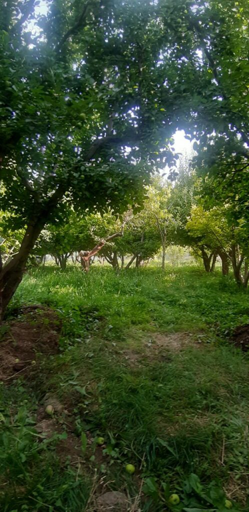 فروش باغچه در جابان