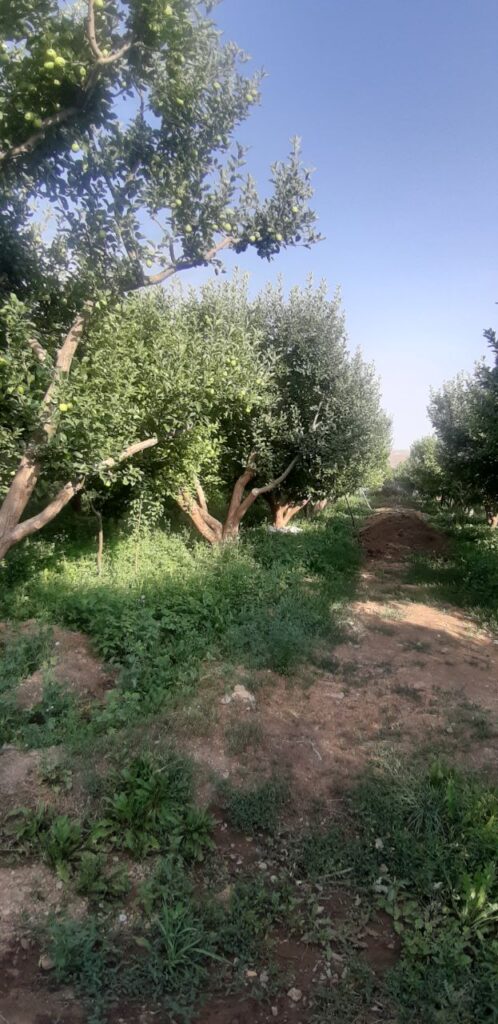 جابان فروش باغچه 400متری دیوار شده