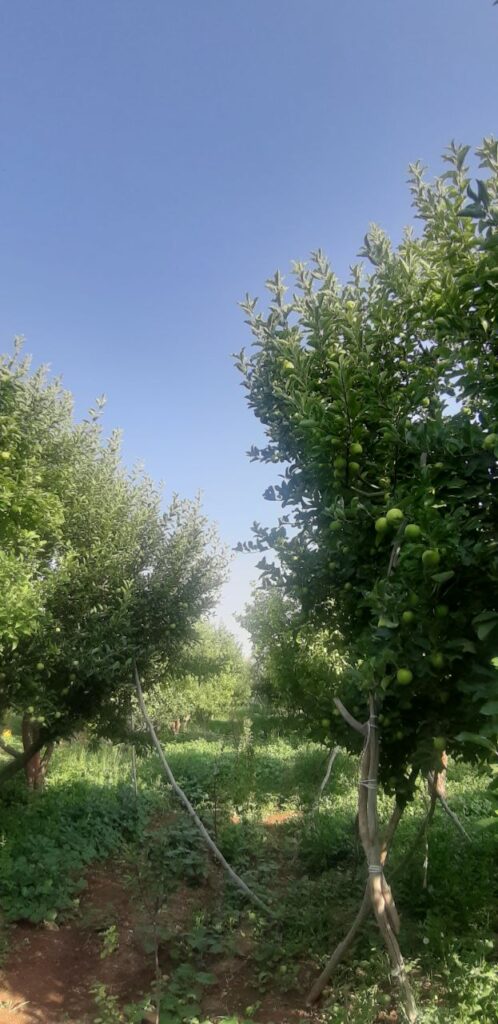 جابان فروش باغچه 400متری دیوار شده